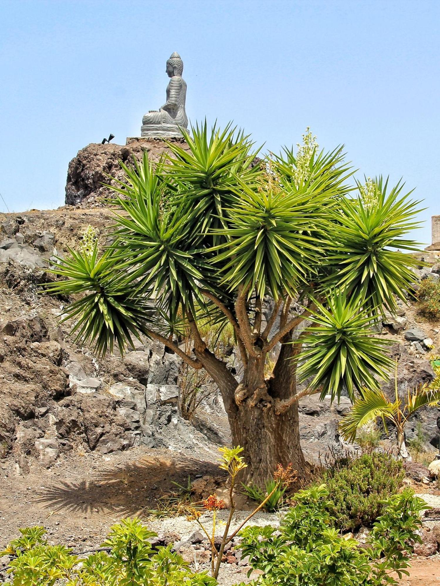 Finca Berolo 4 Guía de Isora Kültér fotó